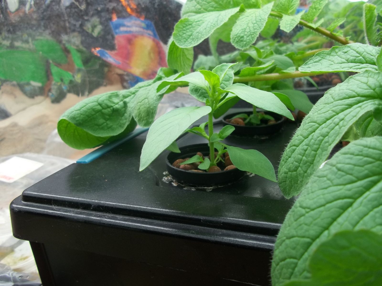 Hydroponic Lemon Basil